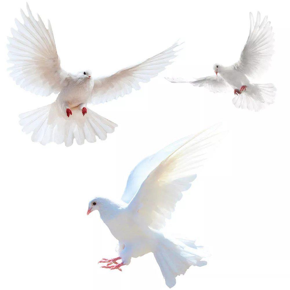 Interior Design Magazine - Peace Dove Wandaufkleber für Wohnzimmer, Schlafzimmer,