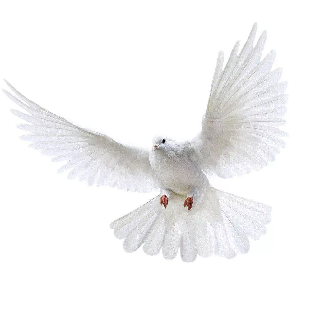 Peace Dove Wandaufkleber für W – Interior Design Magazine Bewertung und Preis