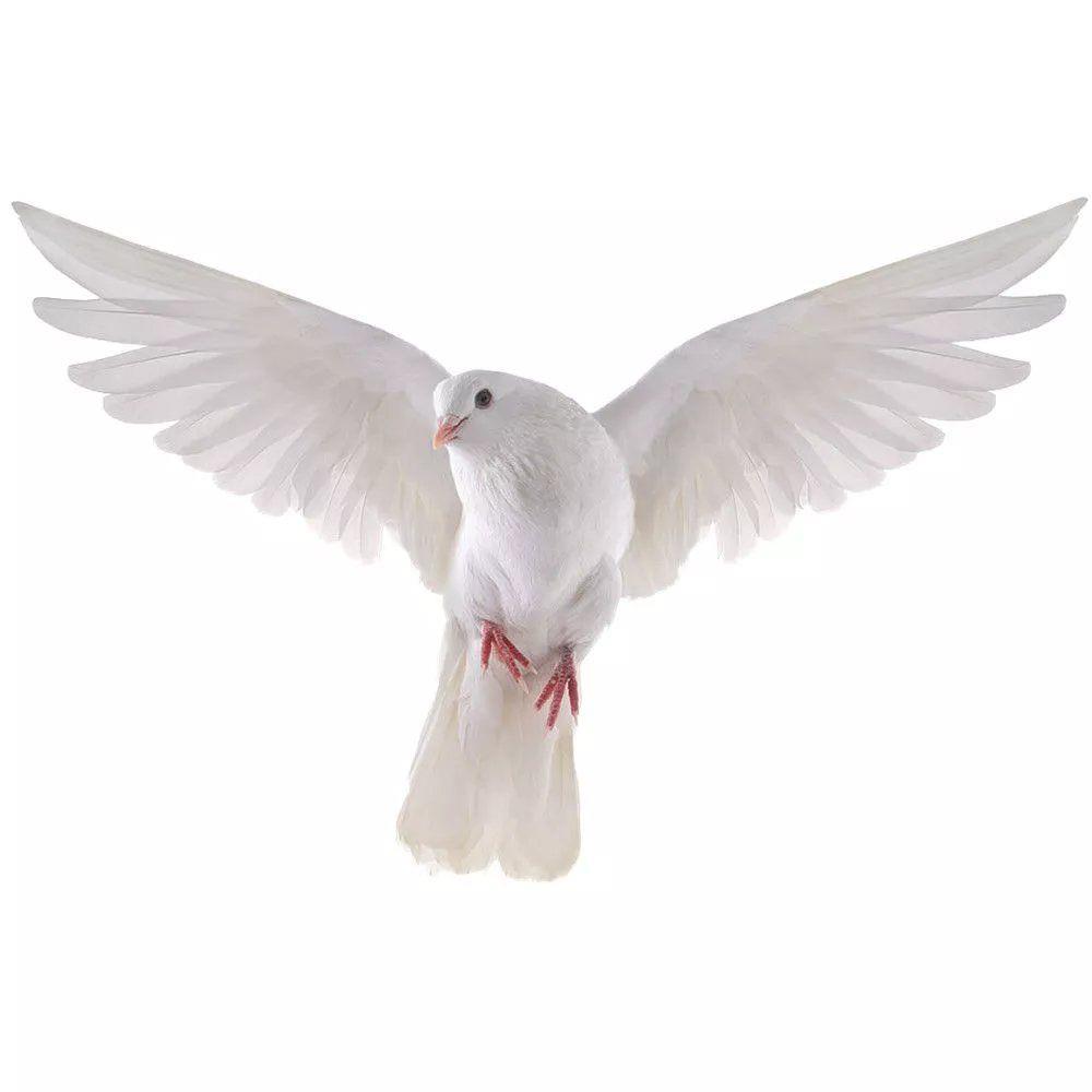 Peace Dove Wandaufkleber für W – Interior Design Magazine Bewertung und Preis